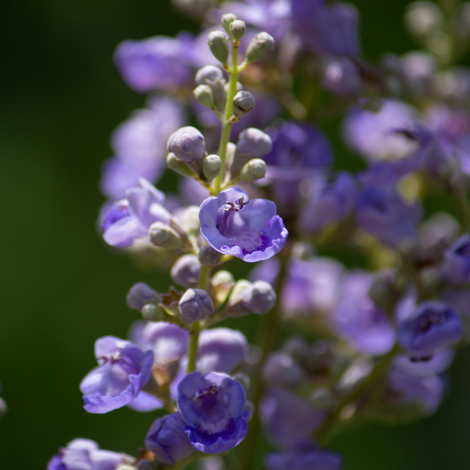 Mönchspfeffer ganz (250g)