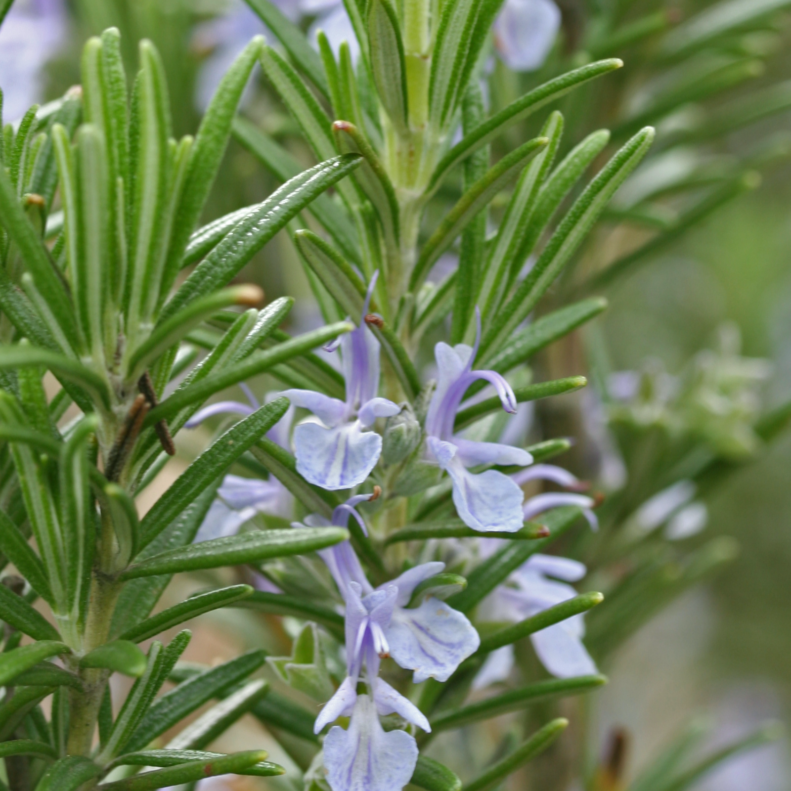 Rosmarin geschnitten (500g)