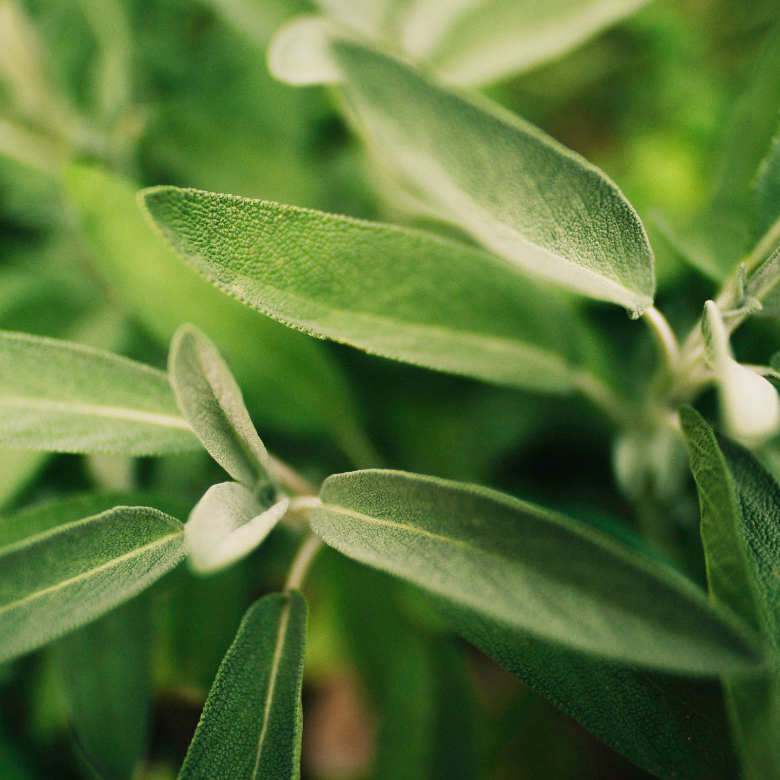 Salbei geschnitten (100g)