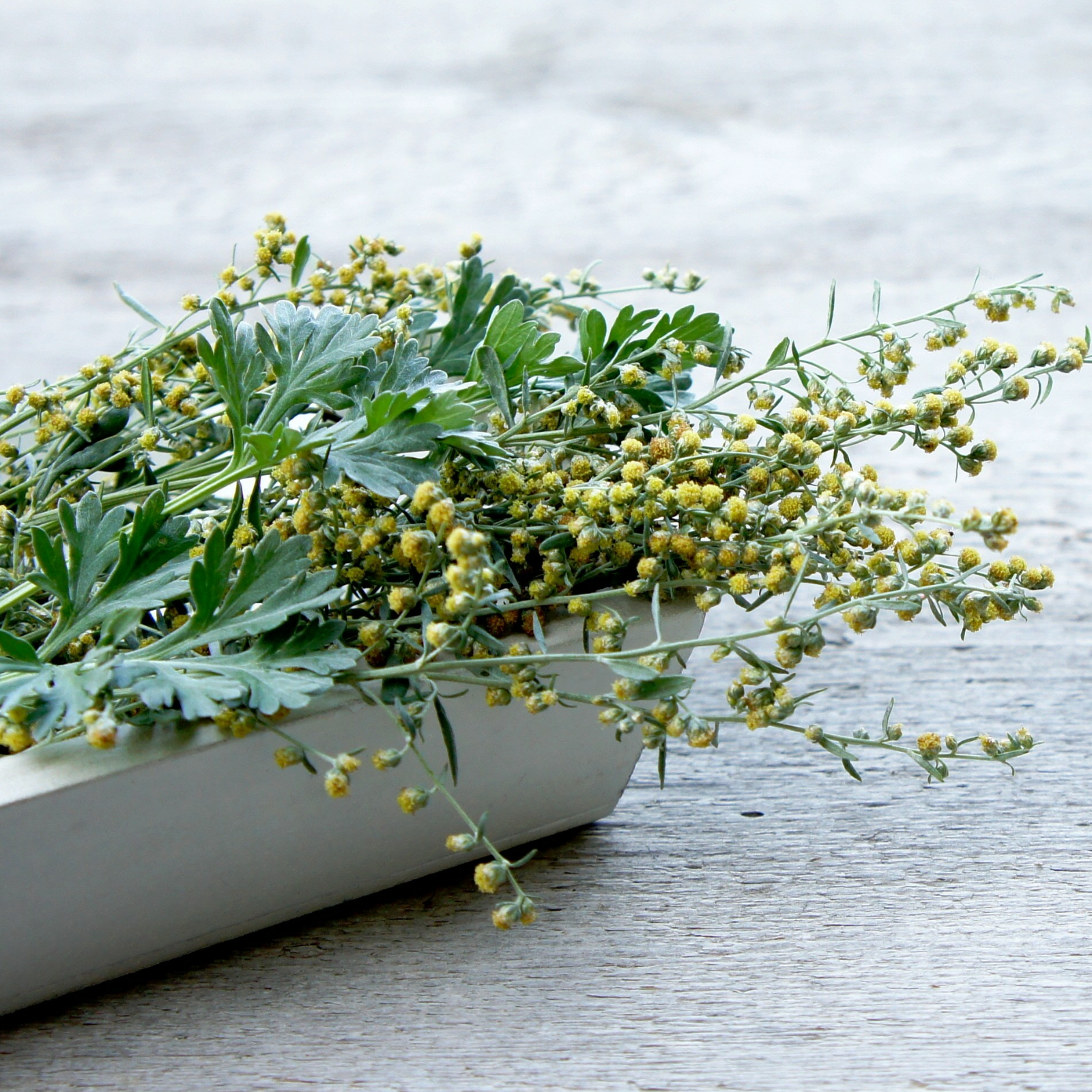 Wermutkraut geschnitten (250g)