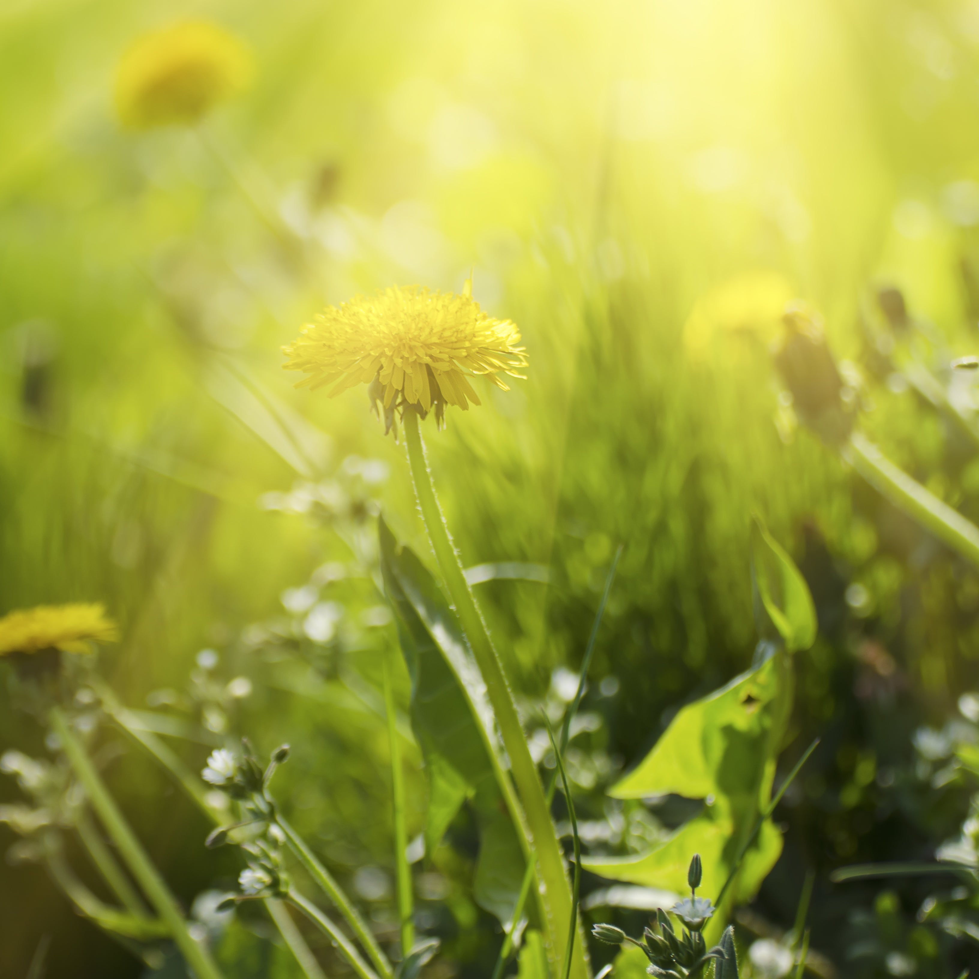 Löwenzahnblätter geschnitten (1000g)
