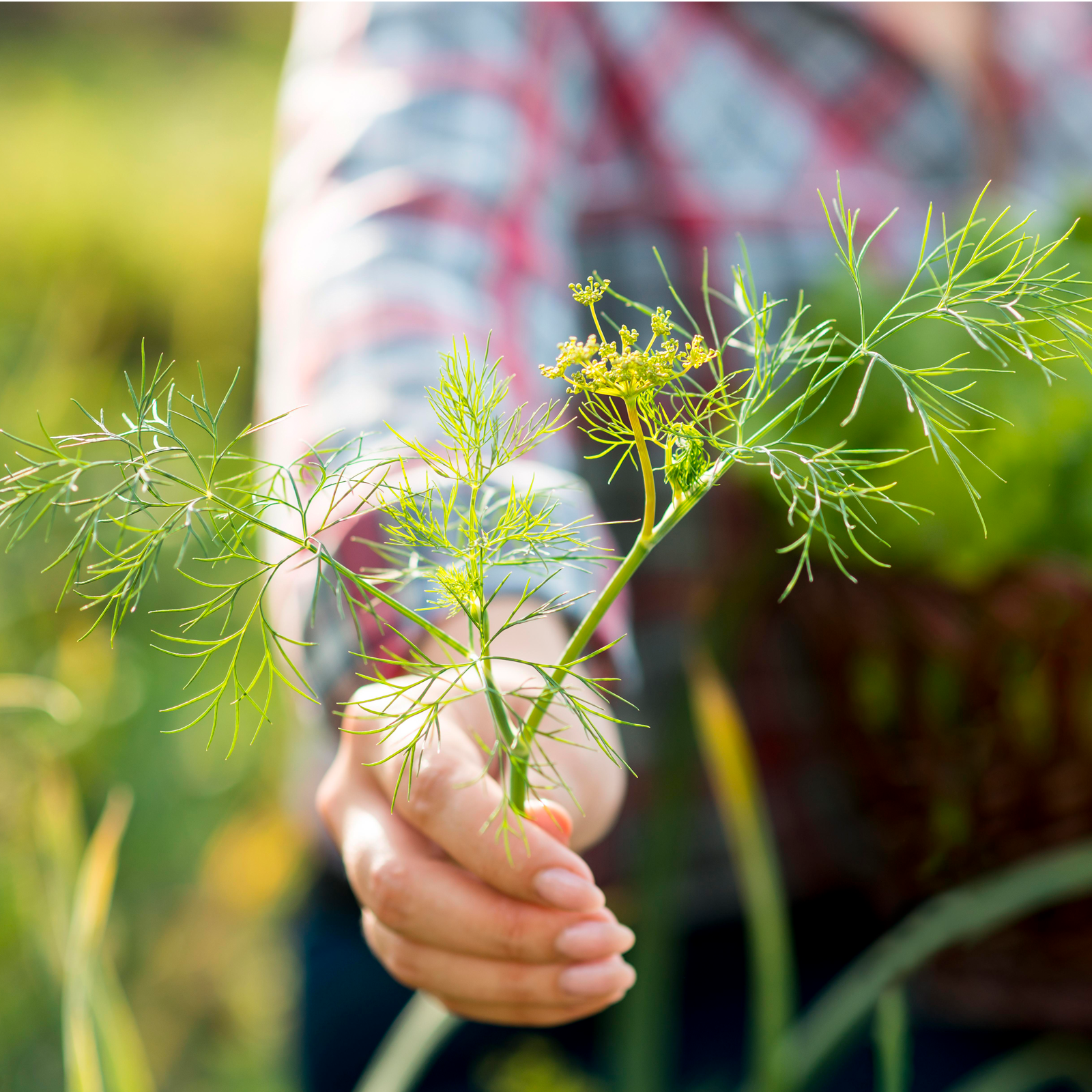 Dillspitzen geschnitten (1000g)