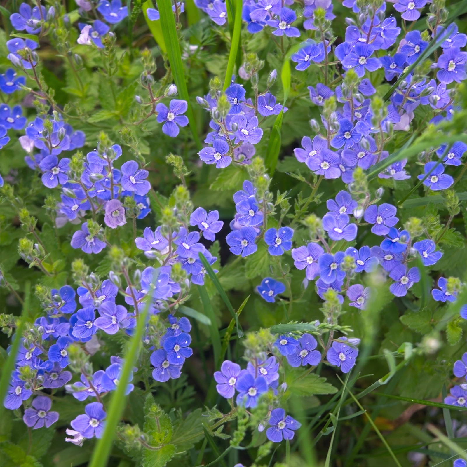 Ehrenpreiskraut geschnitten Bio (100g)