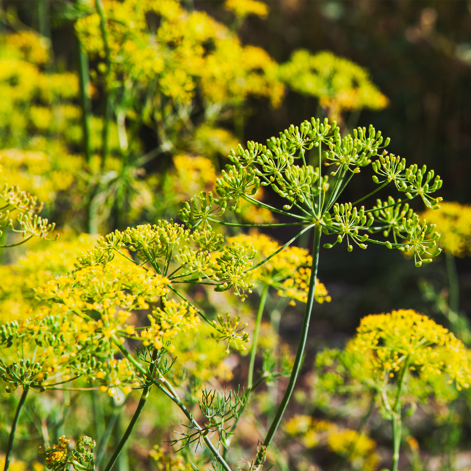 Fenchelsamen ganz Bio (500g)