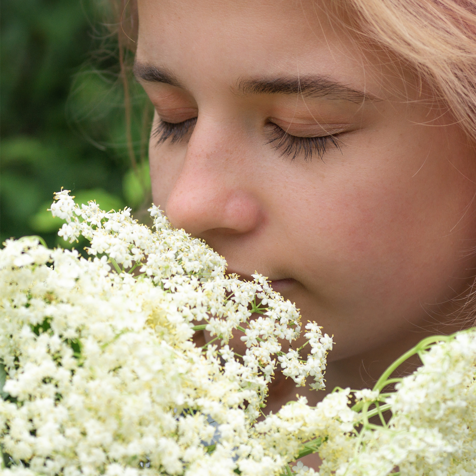 Holunderblüten geschnitten Bio (250g)