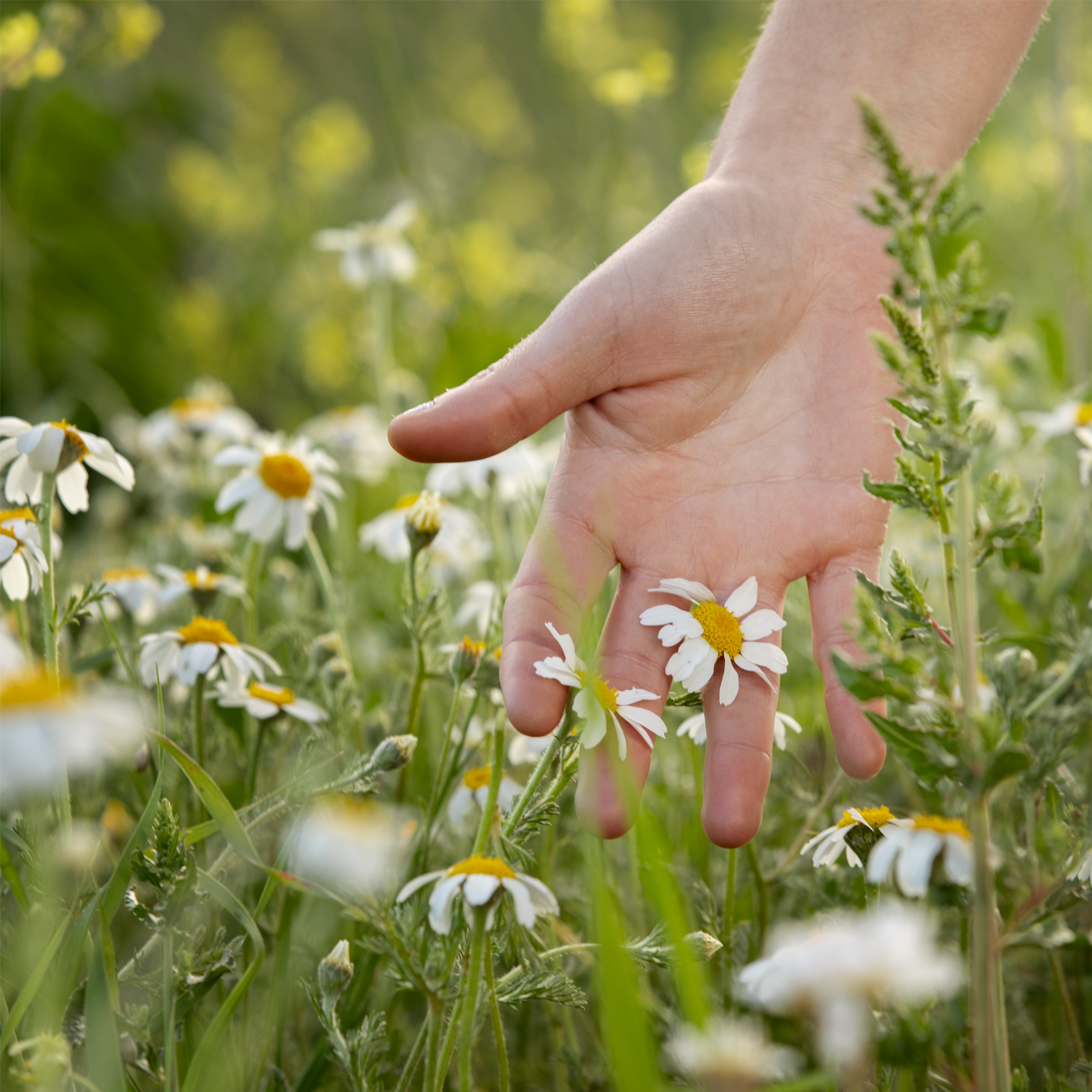 Kamillenblüten ganz (100g)