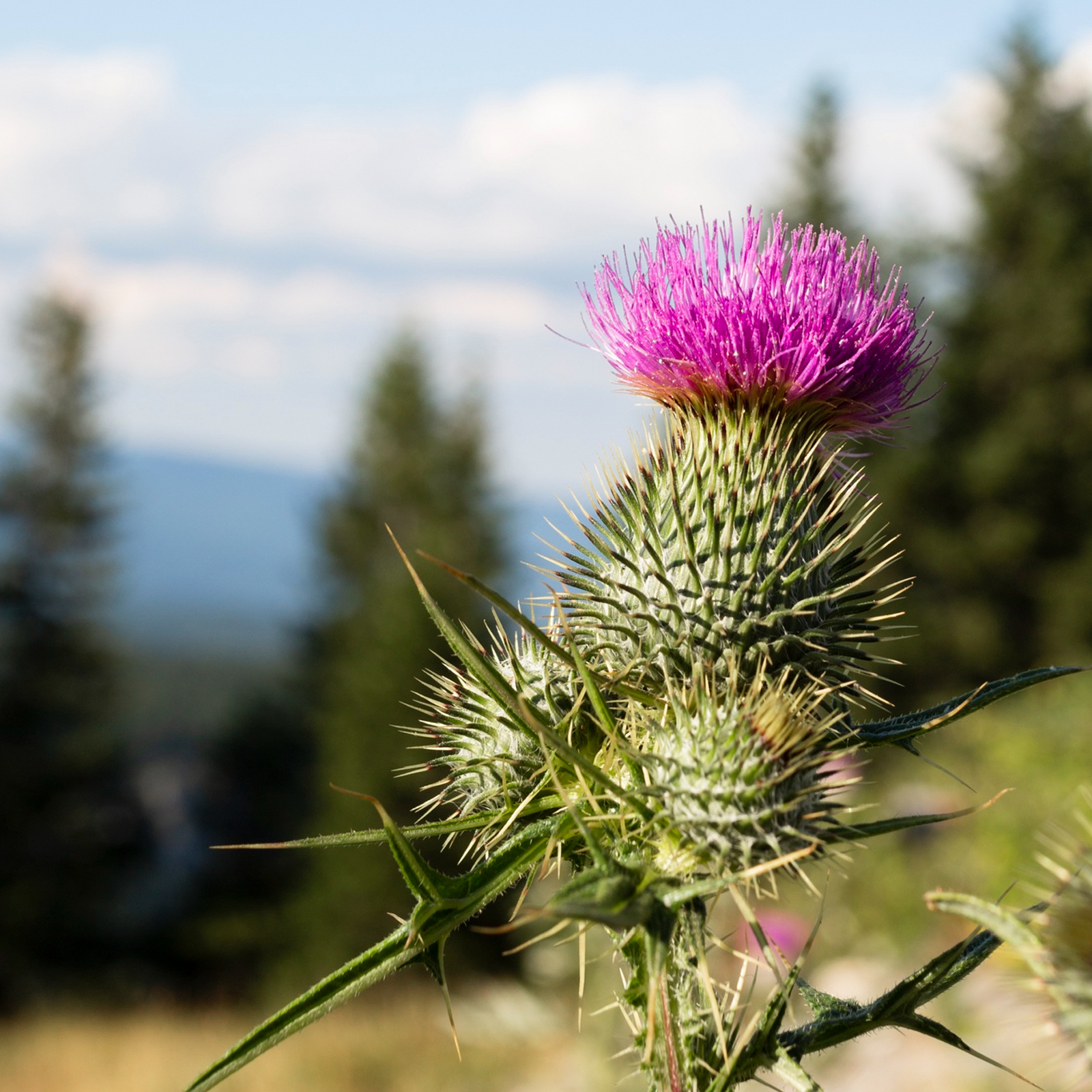 Mariendistelkraut geschnitten (1000g)