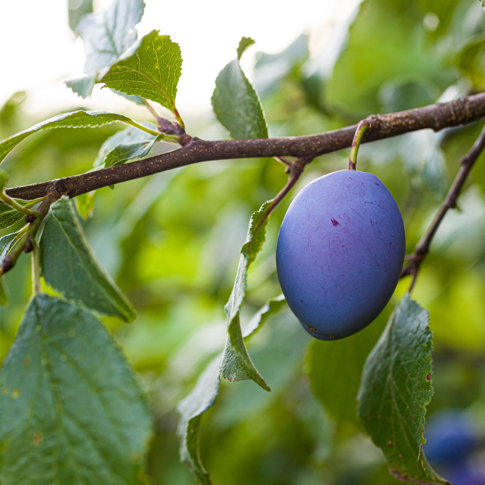 Pflaumen entsteint & getrocknet (500g)