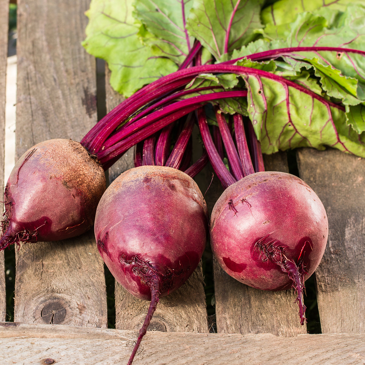 Rote Beete gemahlen Bio (500g)