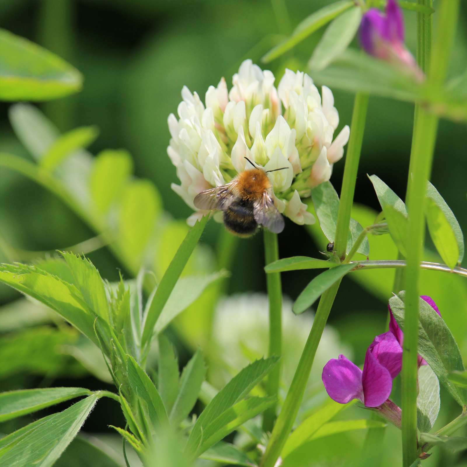 Schabzigerklee gemahlen (500g)