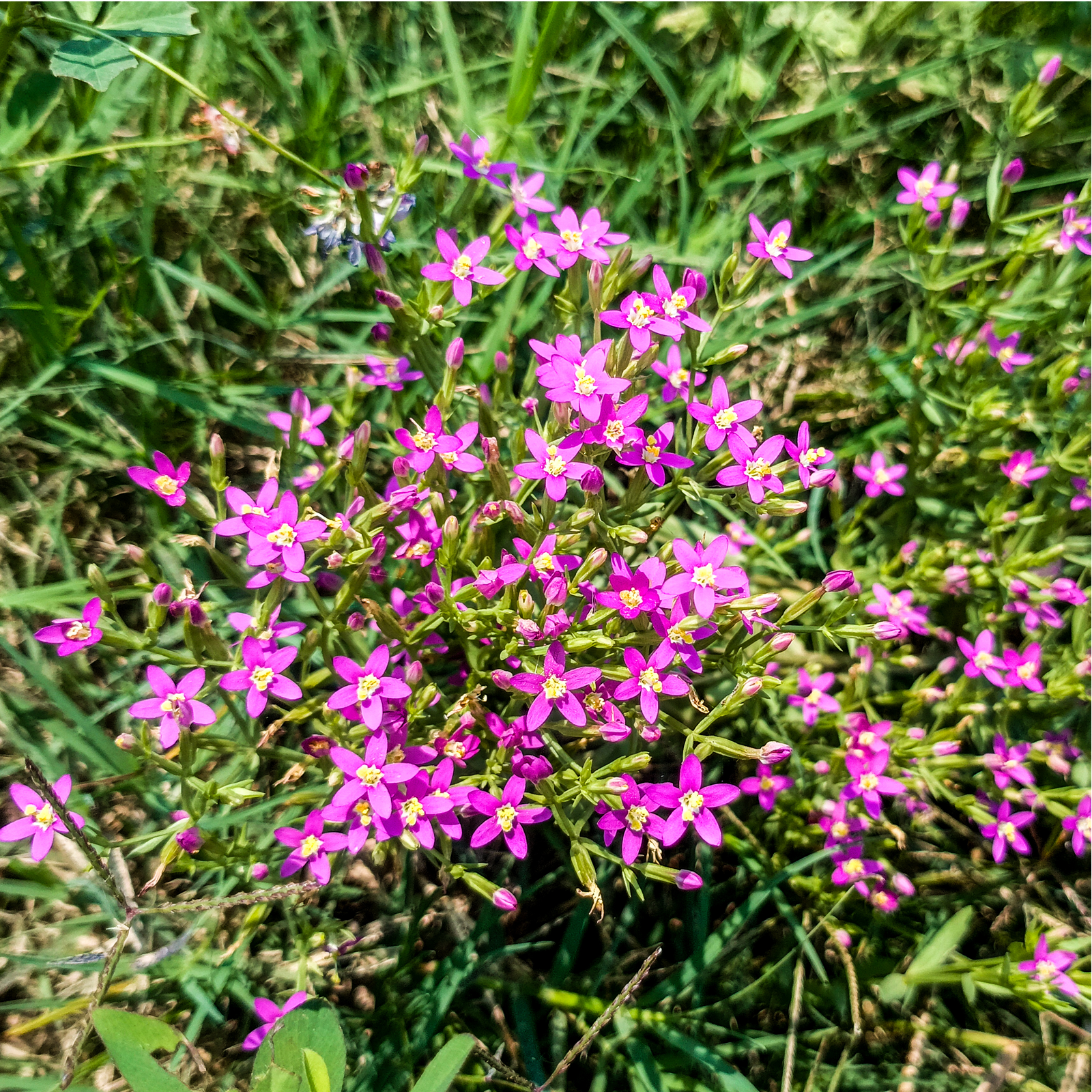 Tausendgüldenkraut geschnitten Bio (100g)