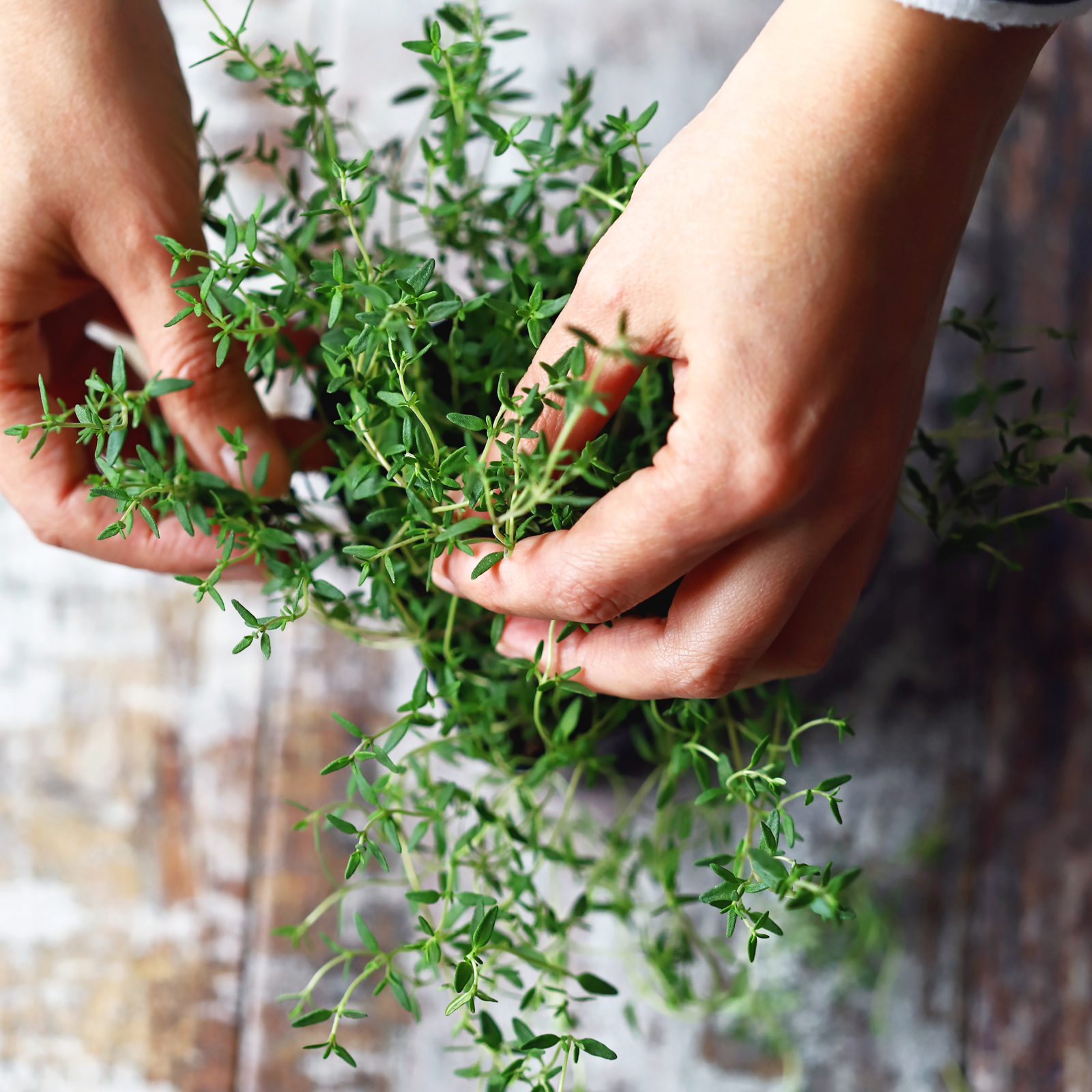 Thymian geschnitten (500g)