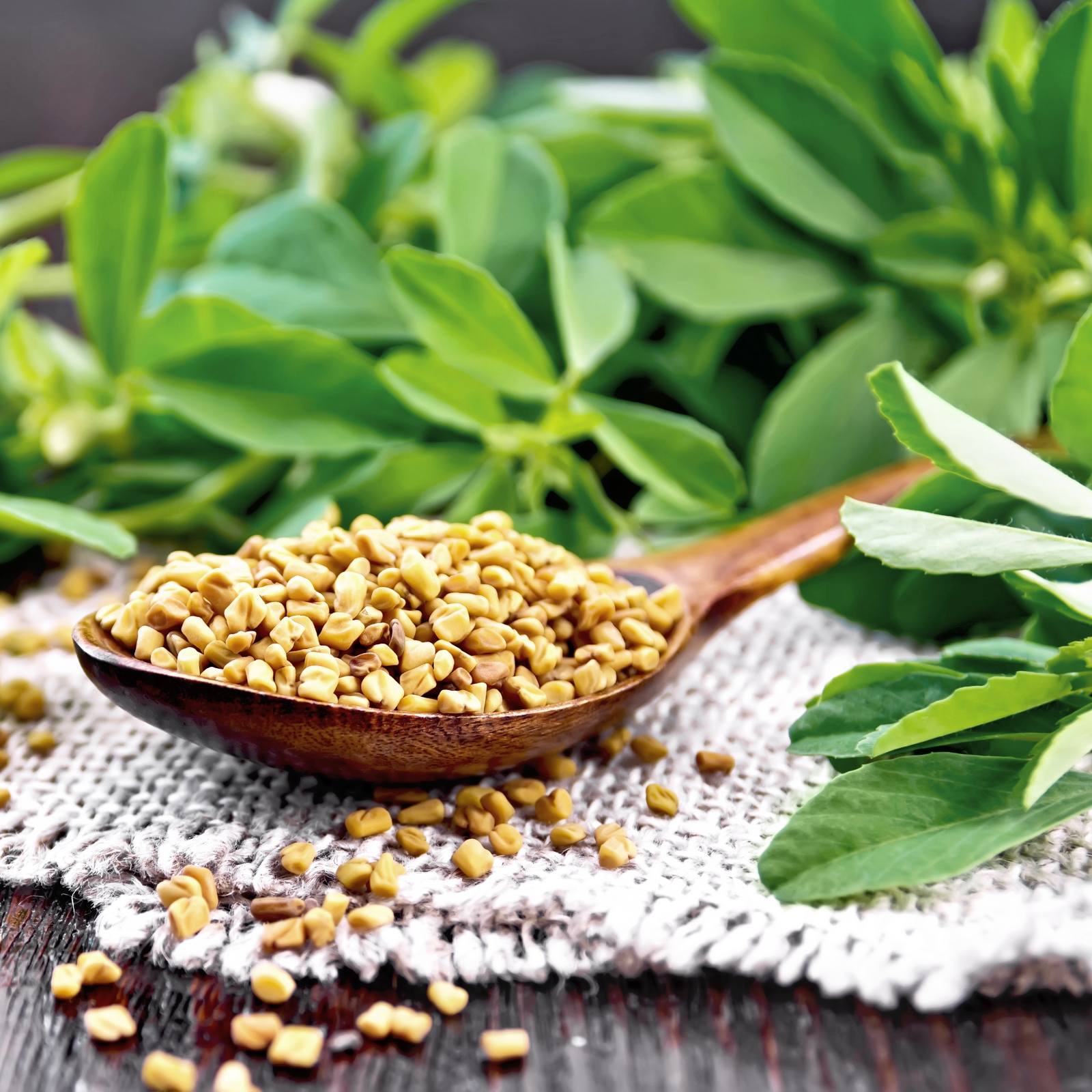 Bockshornkleesamen gemahlen Bio (500g)