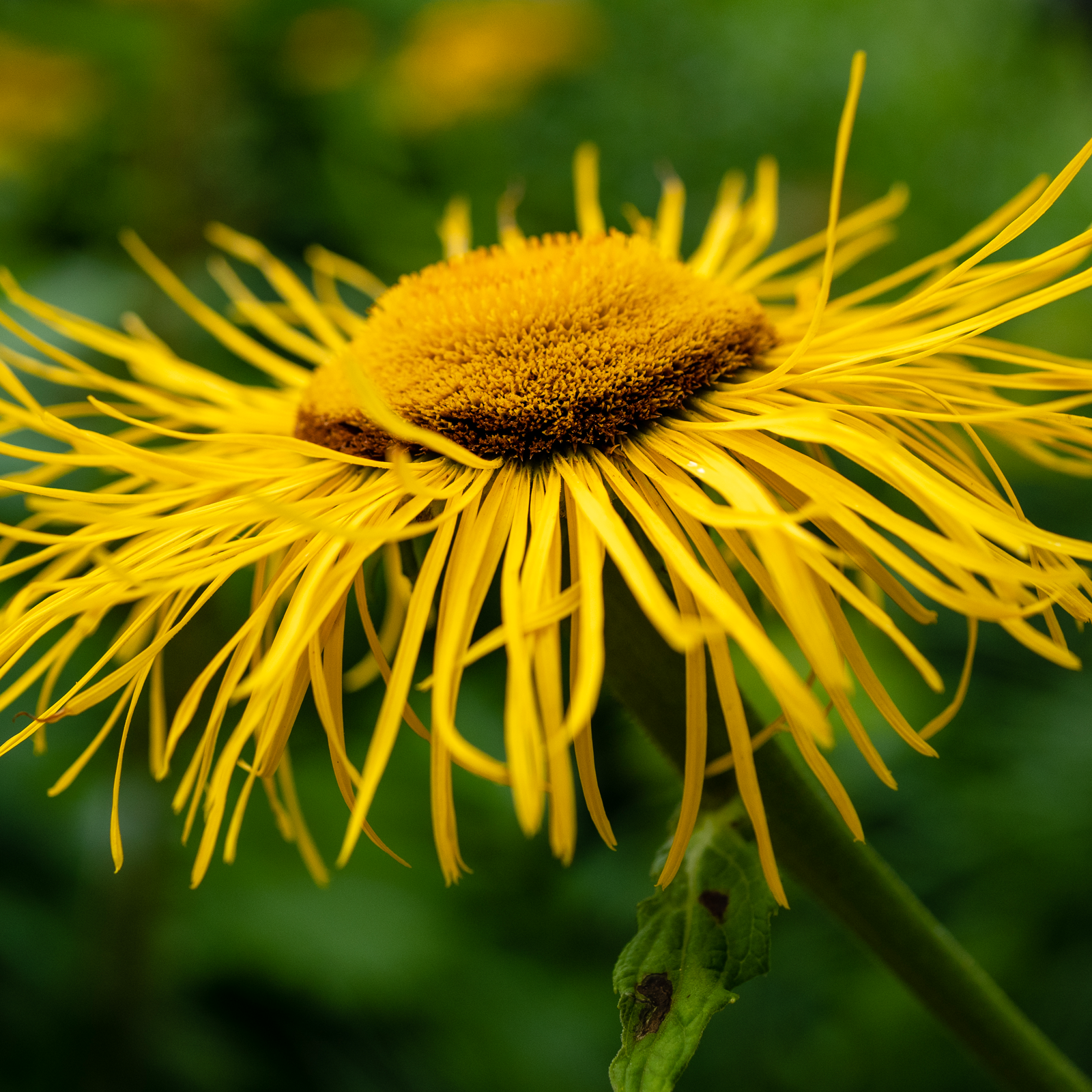 Alantwurzel geschnitten (250g)