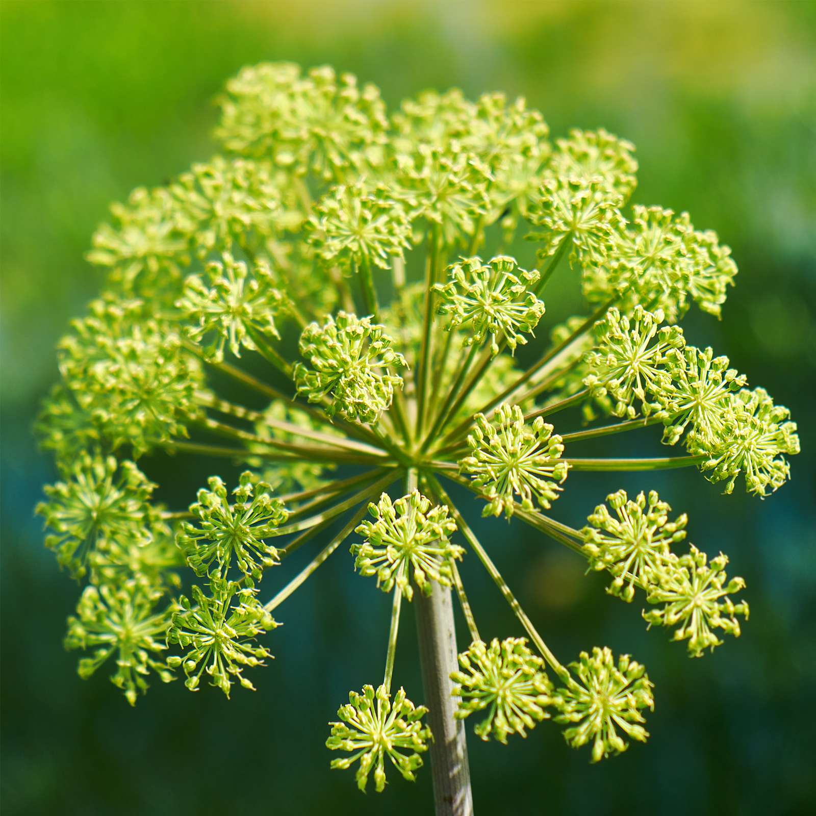 Angelikawurzel geschnitten (250g)