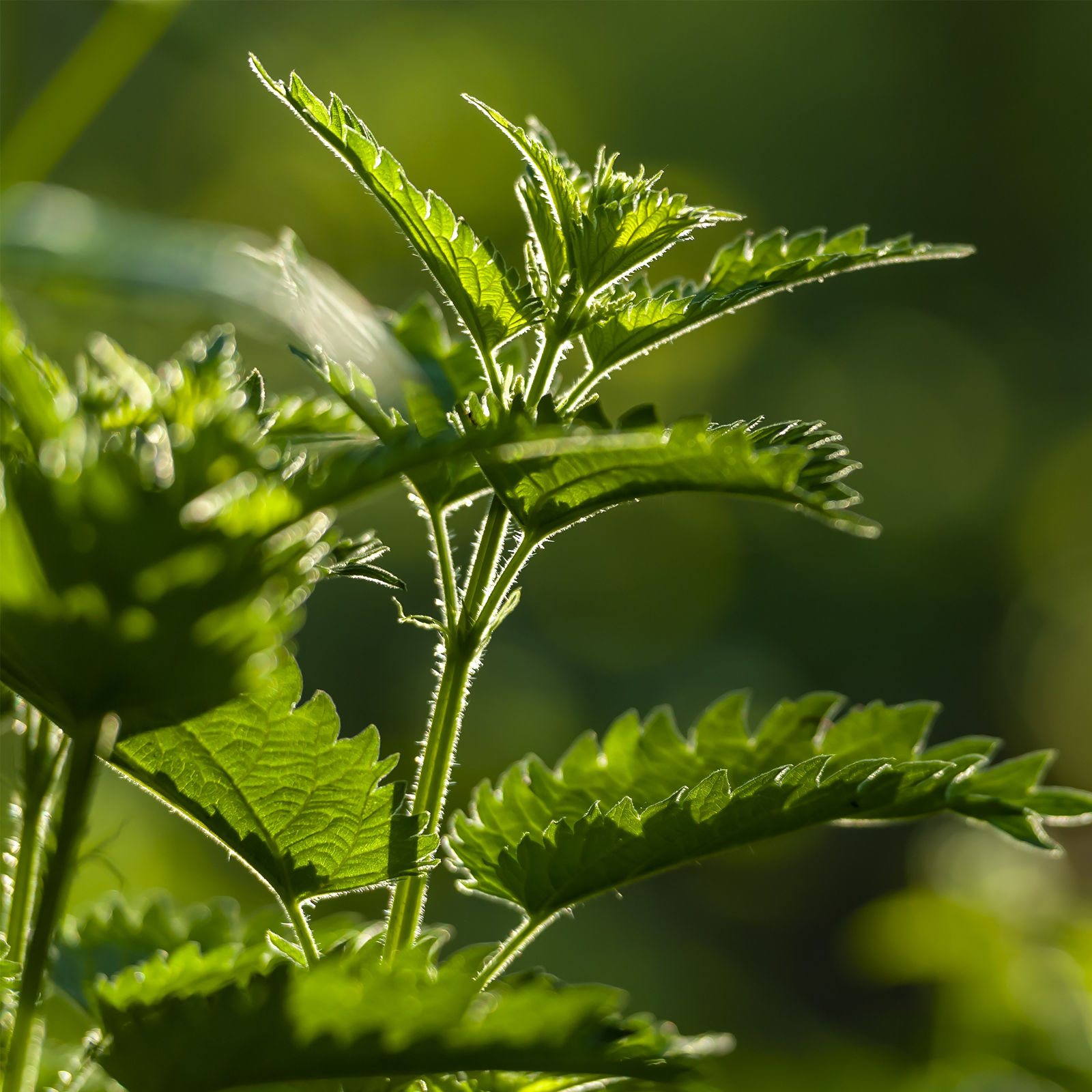 Brennnesselblätter geschnitten (100g)
