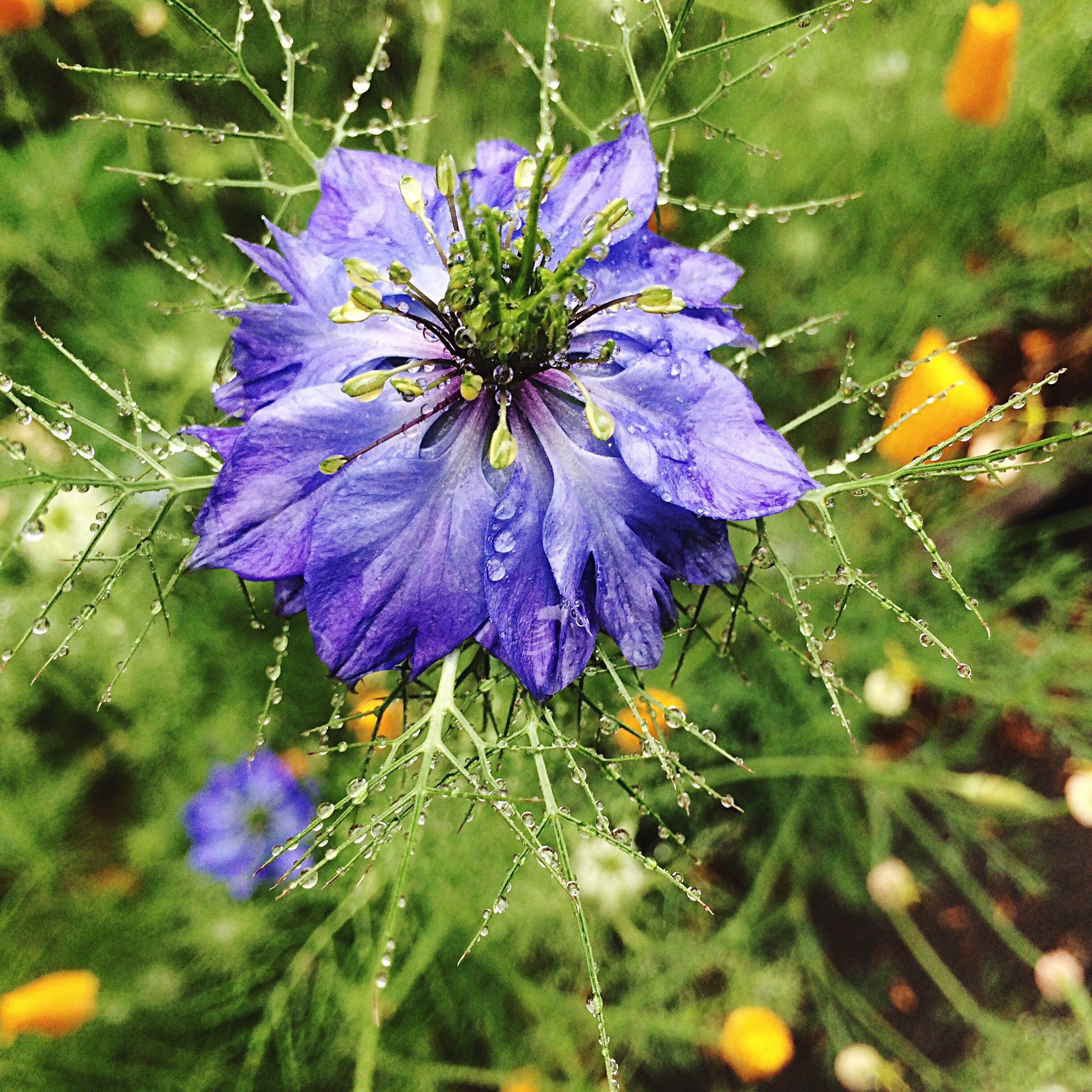 Schwarzkümmel ganz (1000g)