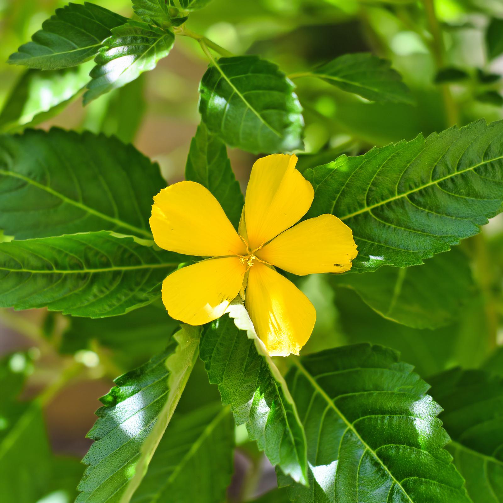 Damianablätter geschnitten (1000g)