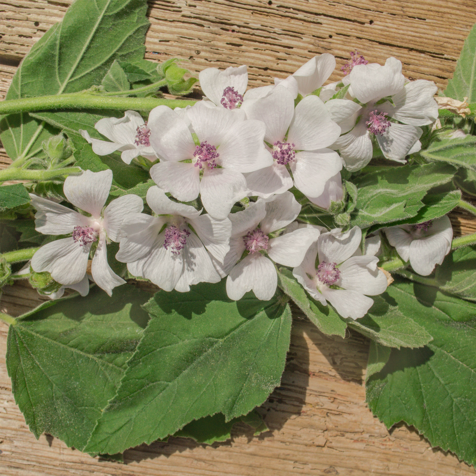 Eibischwurzel geschnitten (500g)