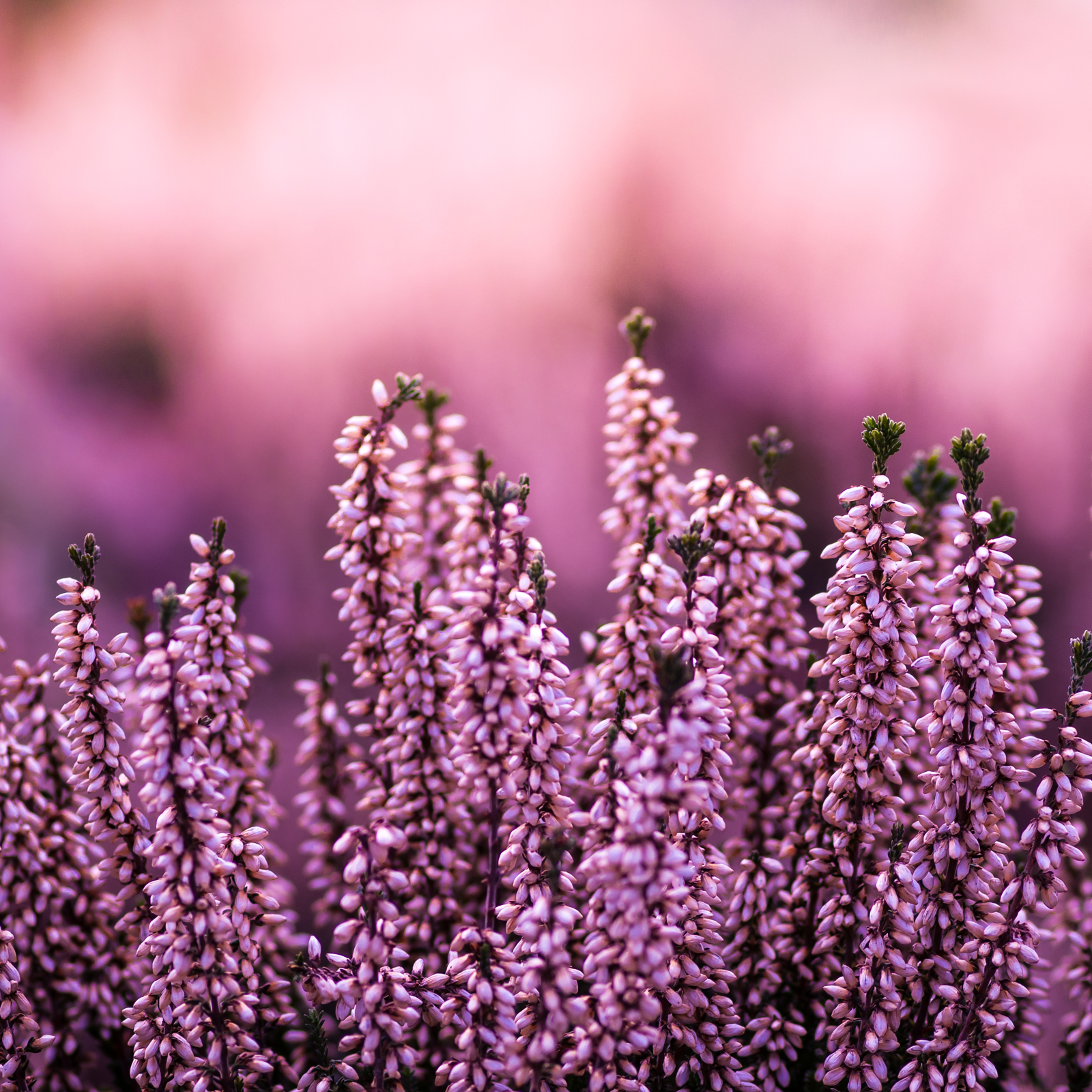 Erikablüten ganz Bio (250g)