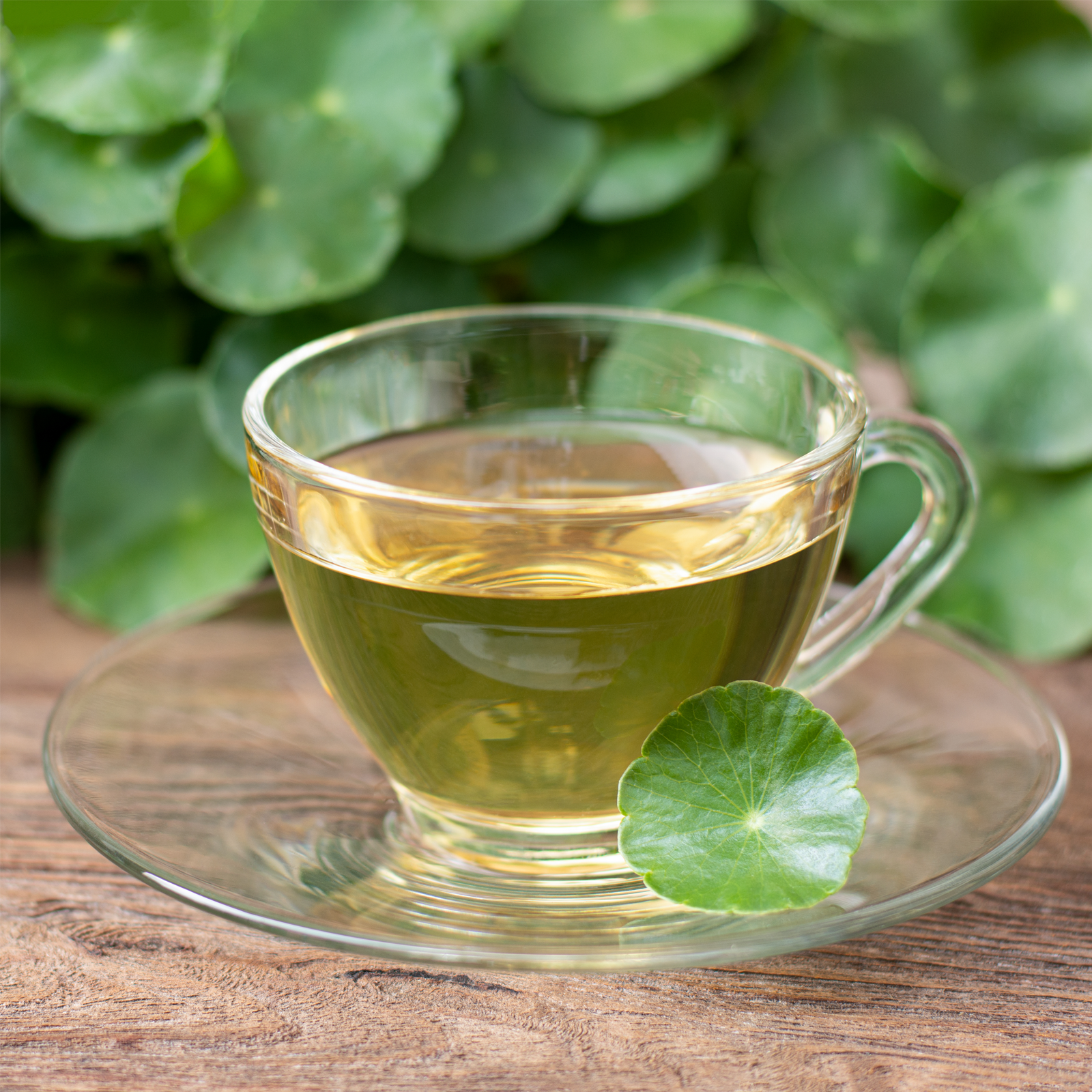 Gotu Kola Wassernabelkraut geschnitten (250g)