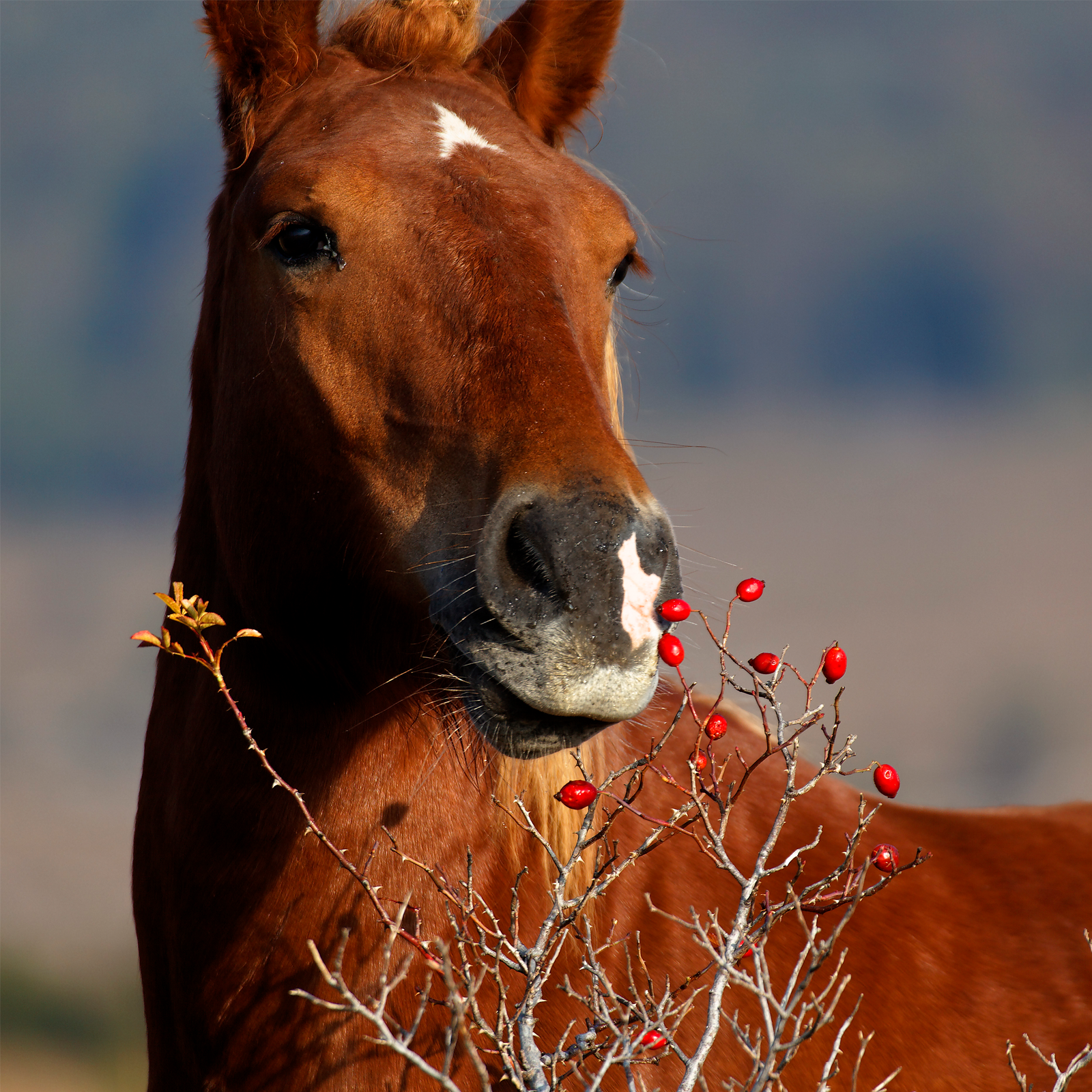 Hagebutten ganz (1000g)