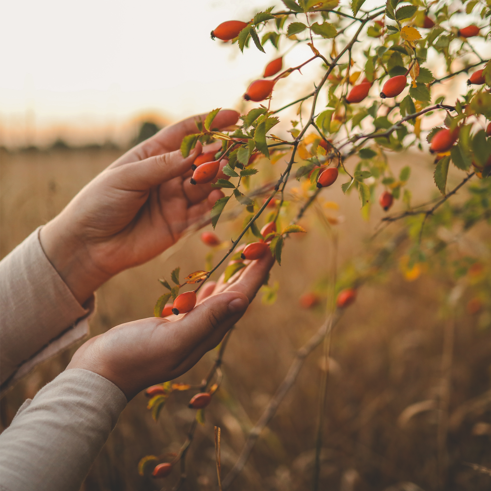 Hagebutten ganz (3000g)