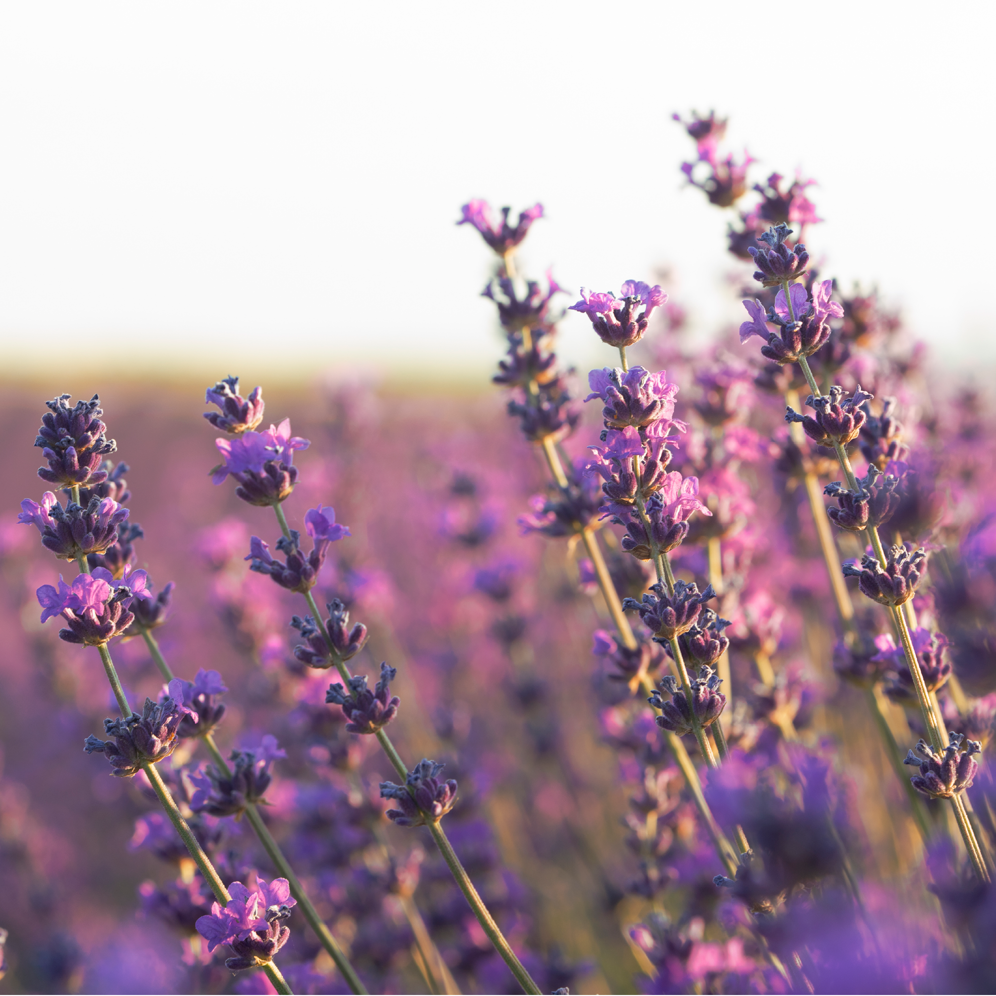 Lavendelblüten ganz Bio (100g)