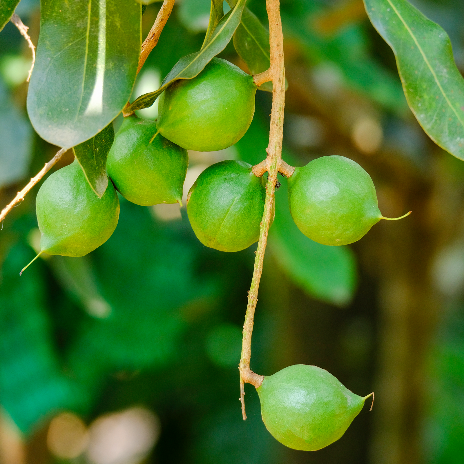 Macadamianüsse geschält (250g)