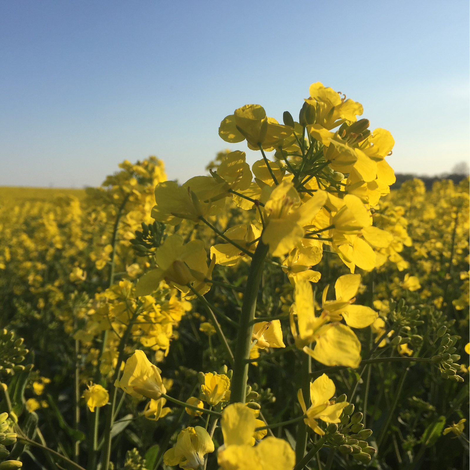 Senfsaat gelb ganz (500g)